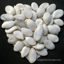 8-10cm High Quality Snow White Pumpkin Seeds